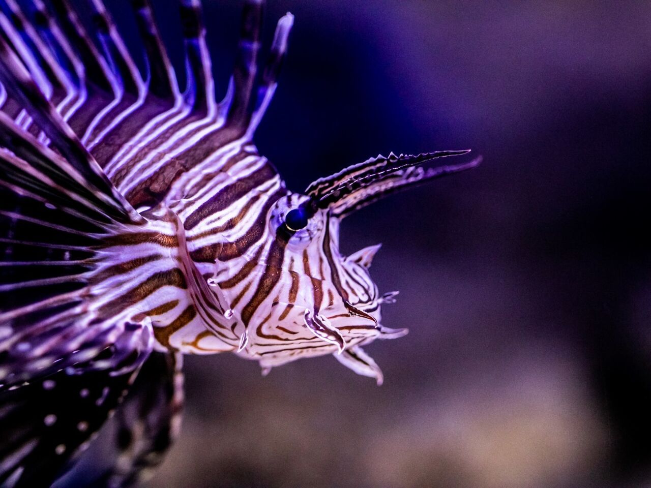 Discover marine life