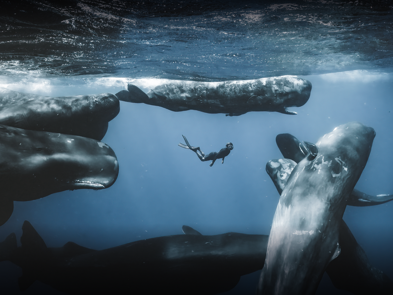 Ocean Photographer of the Year 2025