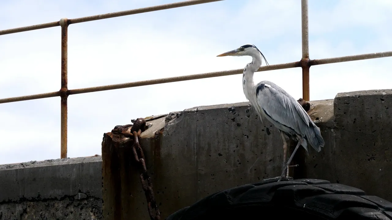 Seabirds in an urban environment