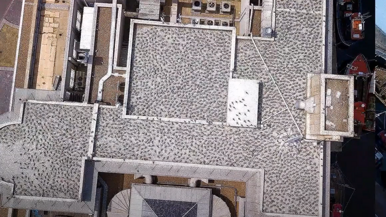 Seabirds in an urban environment