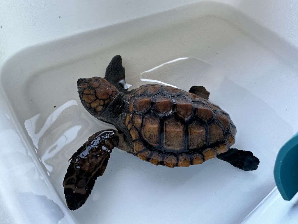Two Oceans Aquarium | The first hatchlings have arrived