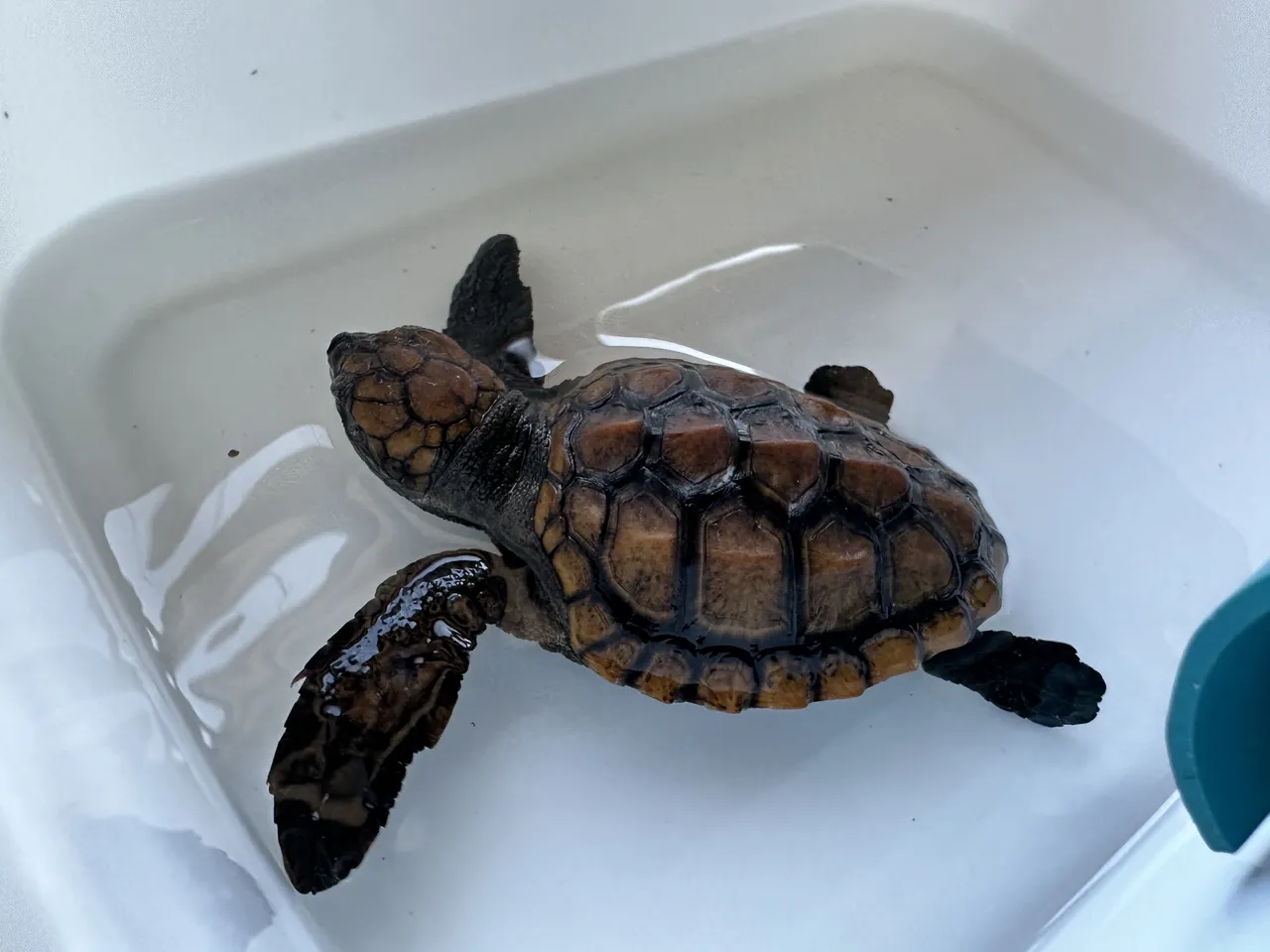 The first hatchlings have arrived