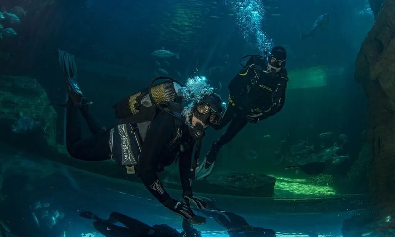 Diving 3ee240c54896e7dbb109ec2280baf1ed