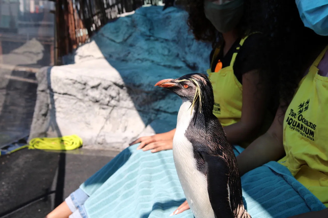 Penguin Experiences 1 2f8ab07c3b37edb454c896adad412303