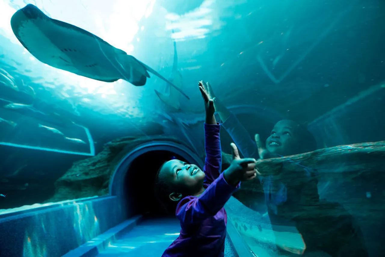 5 Reasons to become a Two Oceans Aquarium member