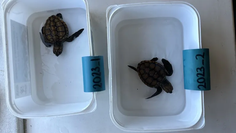 What happens when a hatchling arrives at the Turtle Conservation Centre?