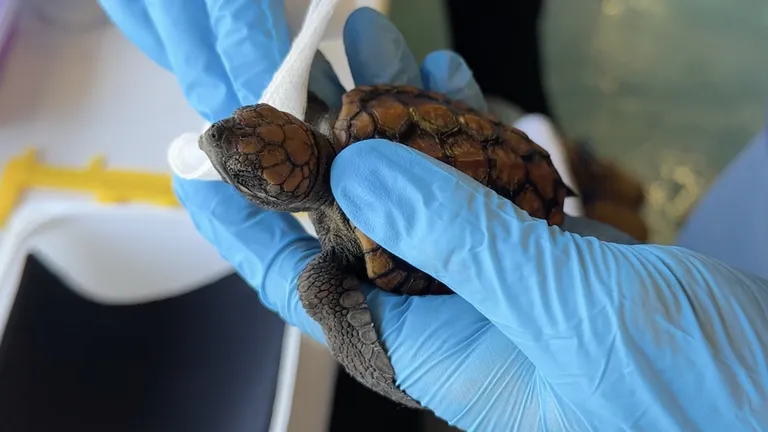 What happens when a hatchling arrives at the Turtle Conservation Centre?