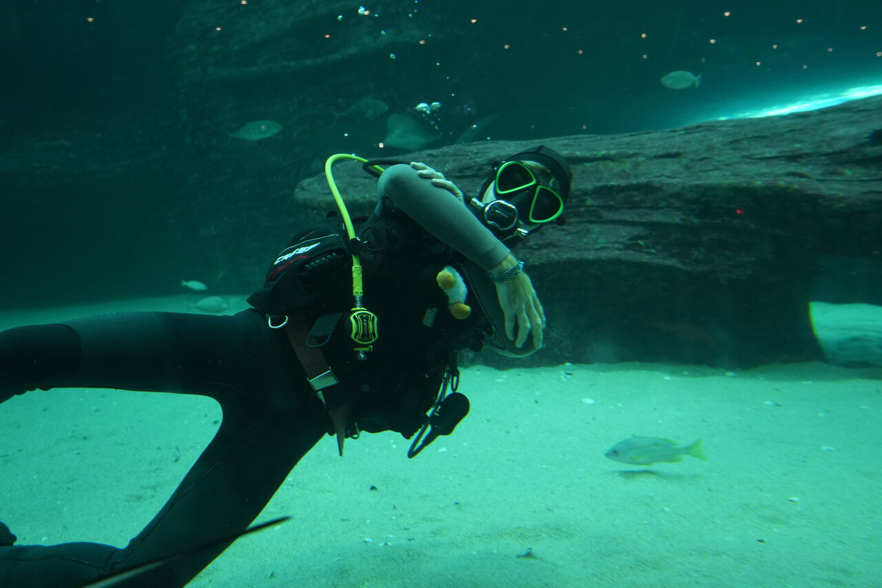 Two Oceans Aquarium Diver24 UCT divers finish another Aquarium…