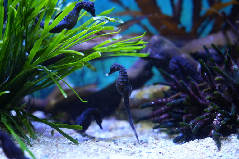 Two Oceans Aquarium Seahorseing around Seven facts you didn???t???