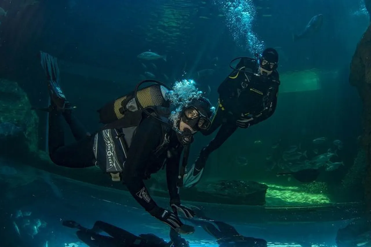 Diving 3ee240c54896e7dbb109ec2280baf1ed