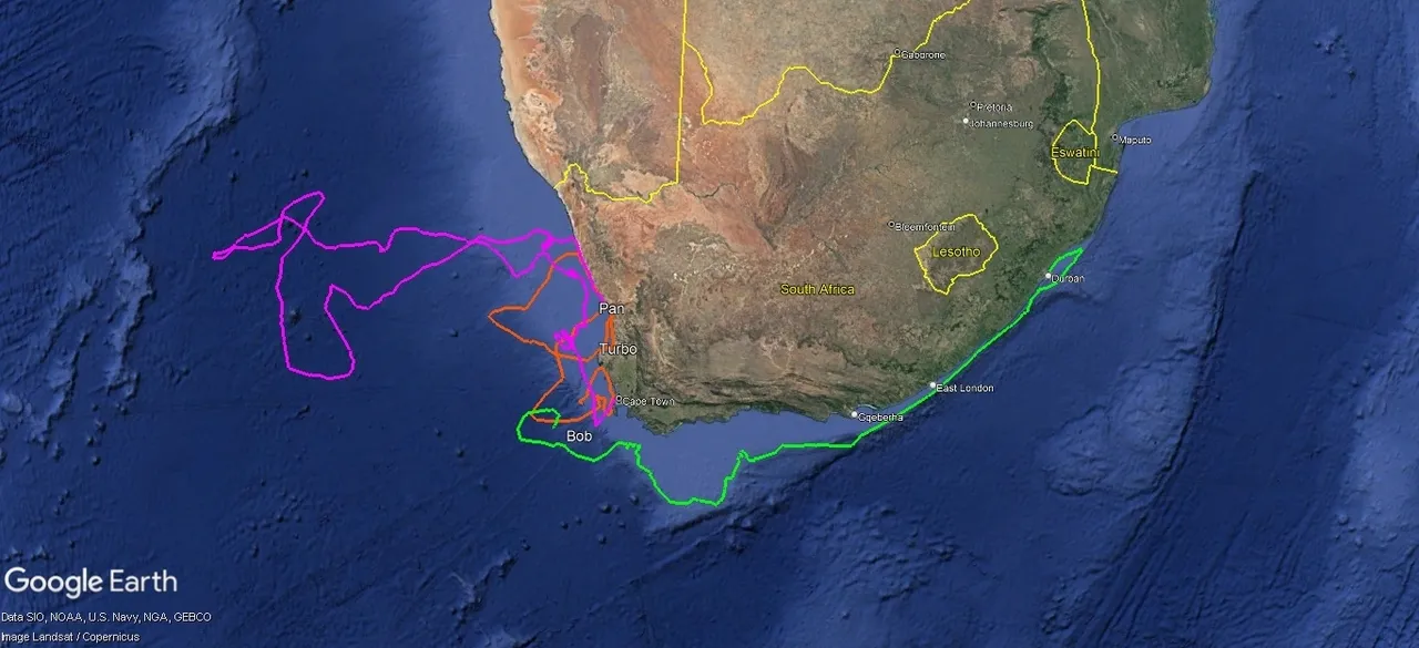 Tracking Bob (and Turbo and Pan): terrific turtles