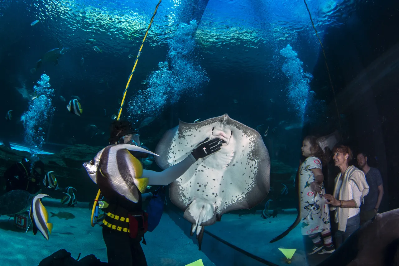 Aquarium ray feed Feb 2018 258
