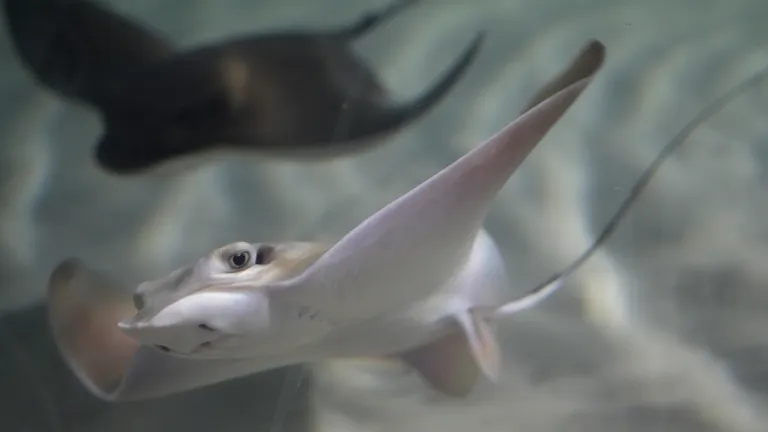 Fishy, feathered, and fabulous: come meet the Aquarium families!