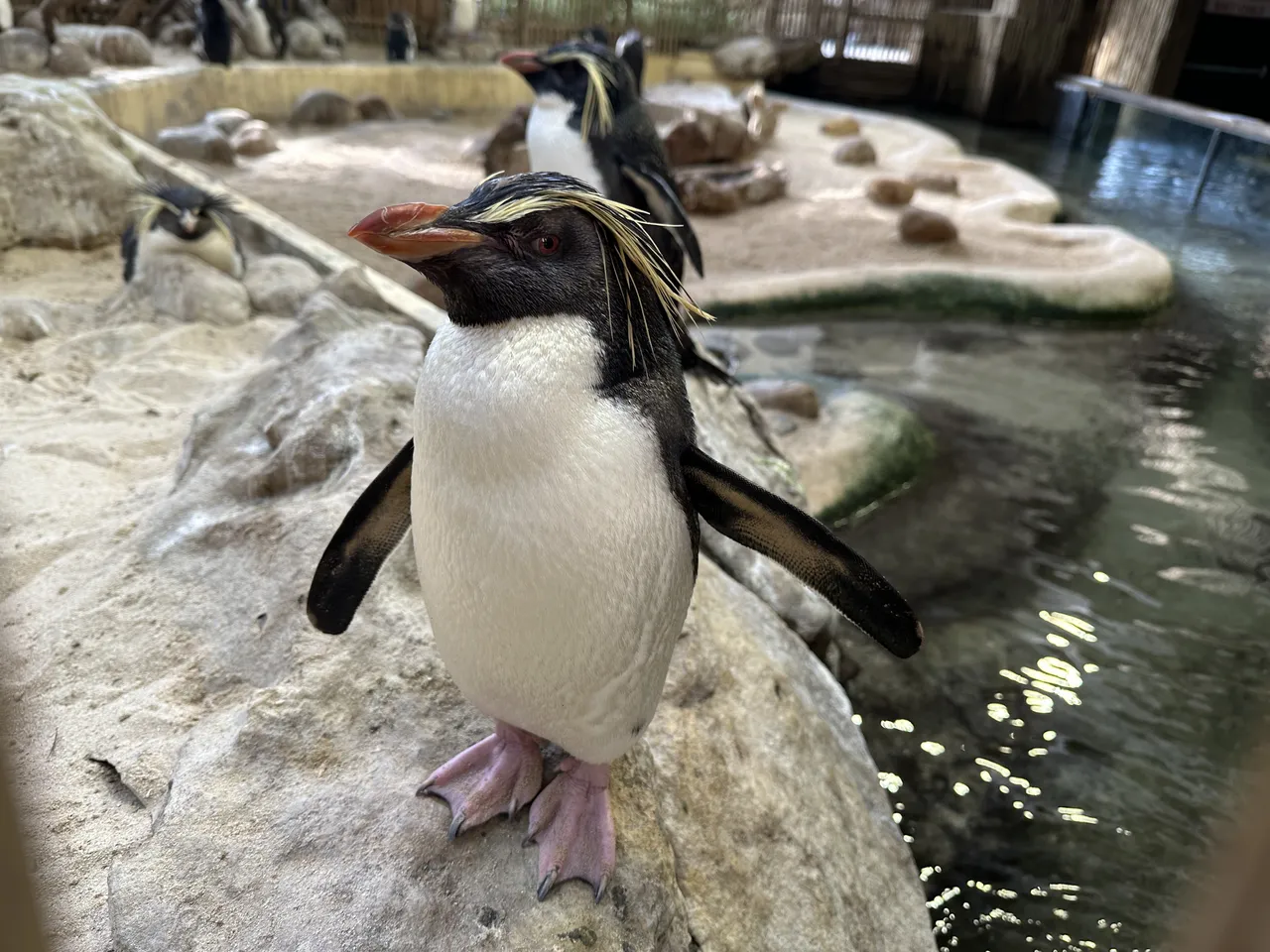 Fishy, feathered, and fabulous: come meet the Aquarium families!