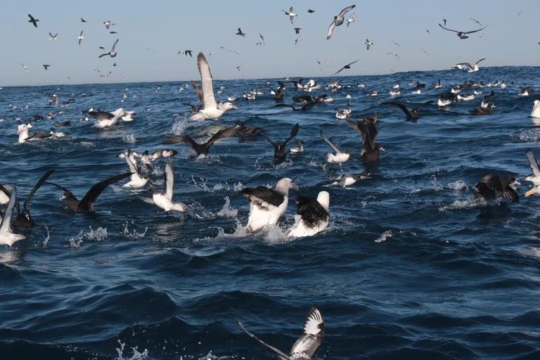 Marine Wildlife Management Programme