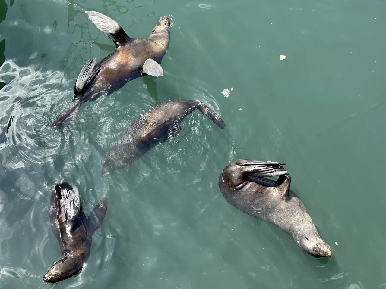 It's time for the City Nature Challenge!