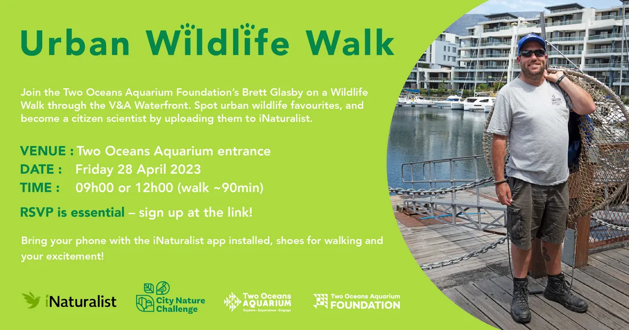 Join Brett Glasby for an Urban Wildlife Walk in the V&A Waterfront on 28 April 2023