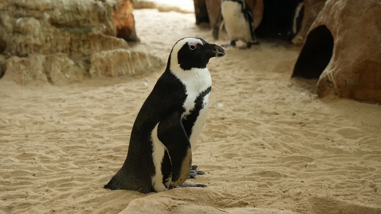 10 things a penguin can do better than a human