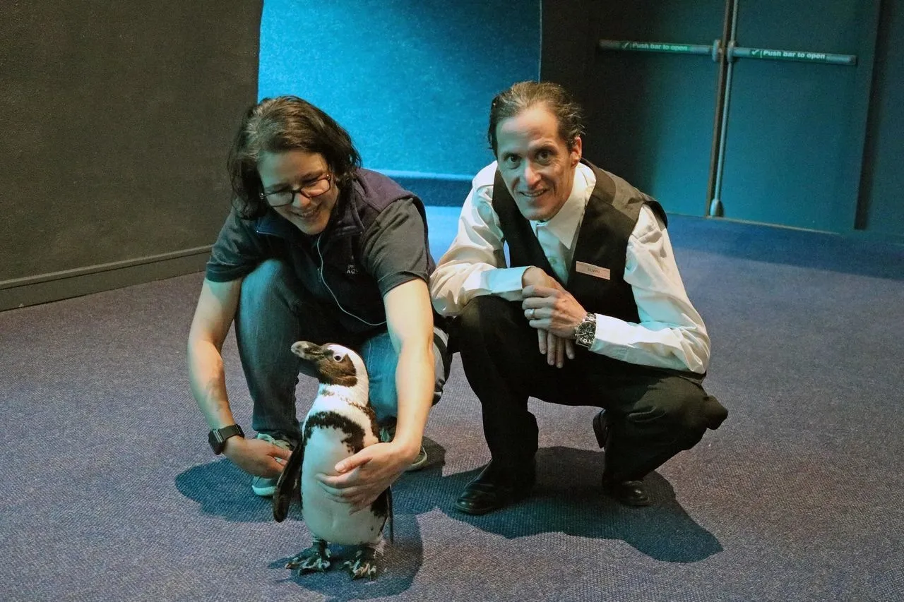 Penguin Tuxedo 8b4d6721ce7a5a4052f3c07d20423959