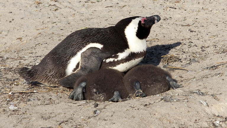 African penguin