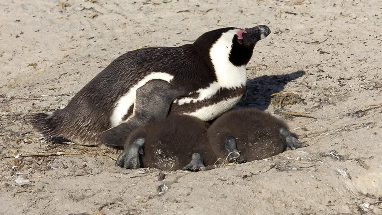 African penguin