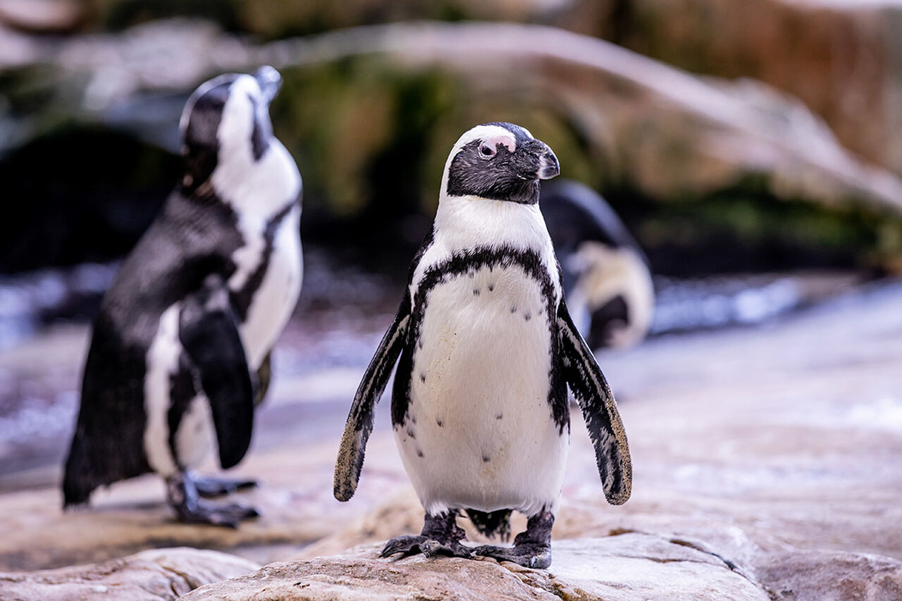 10 things a penguin can do better than a human