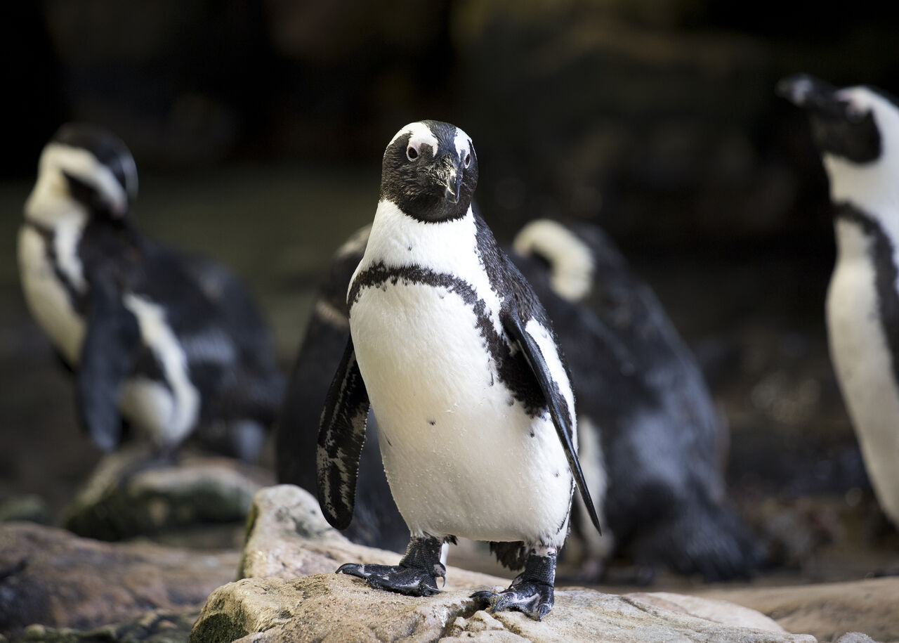 Three reasons African penguins face extinction – and three ways you can help.