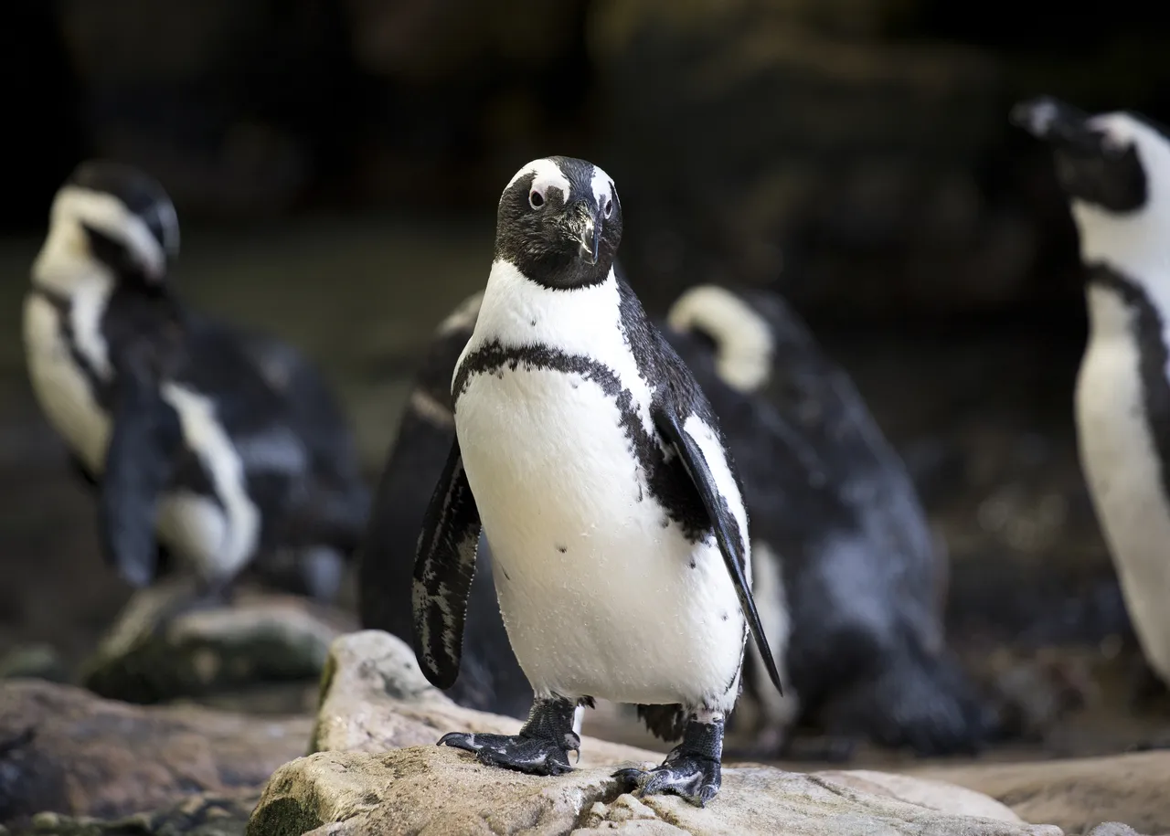 Three reasons African penguins face extinction – and three ways you can help.