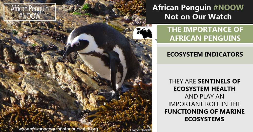 Two Oceans Aquarium Foundation | Three reasons African penguins face…