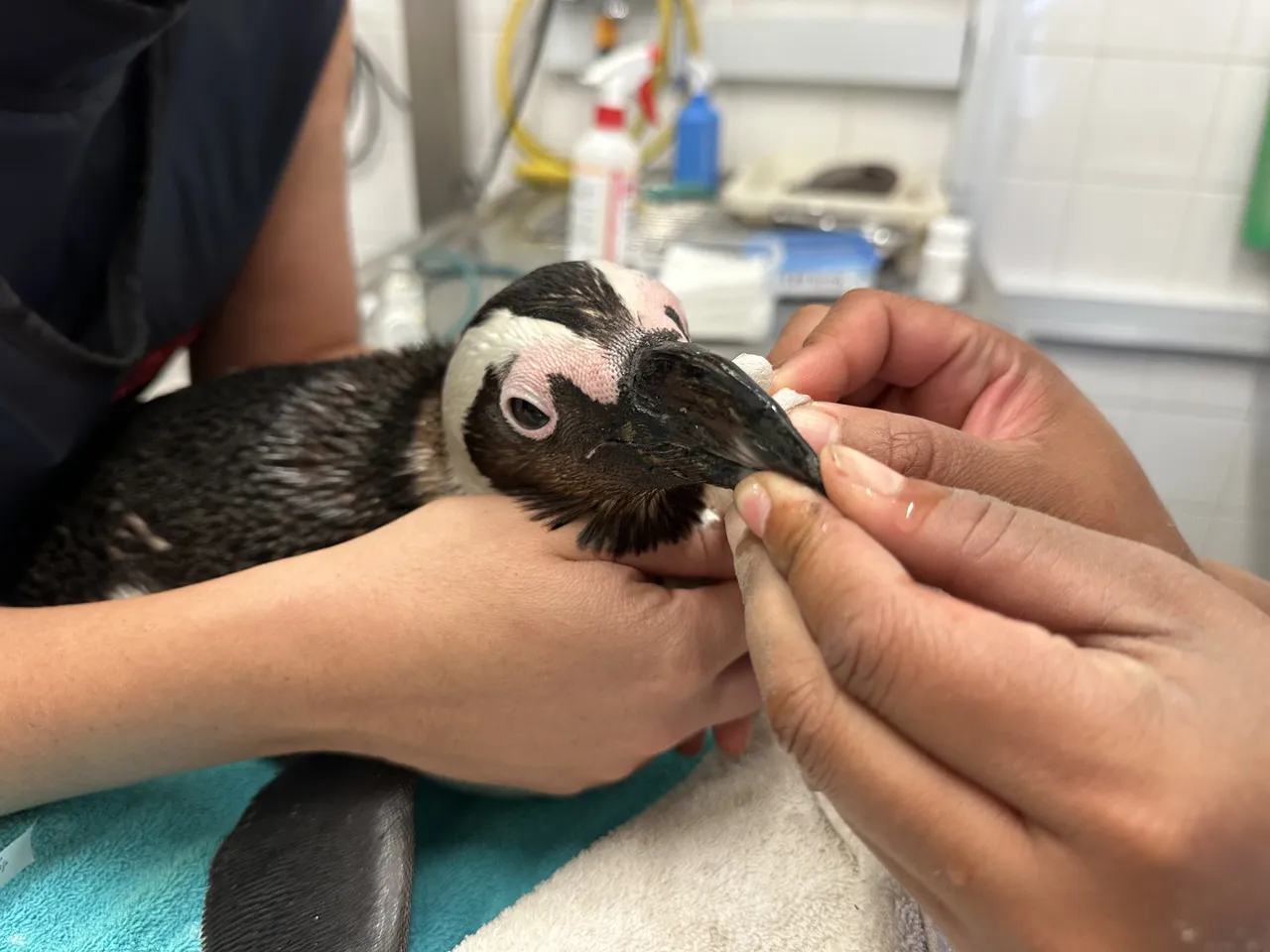 Happy World Vet Day!