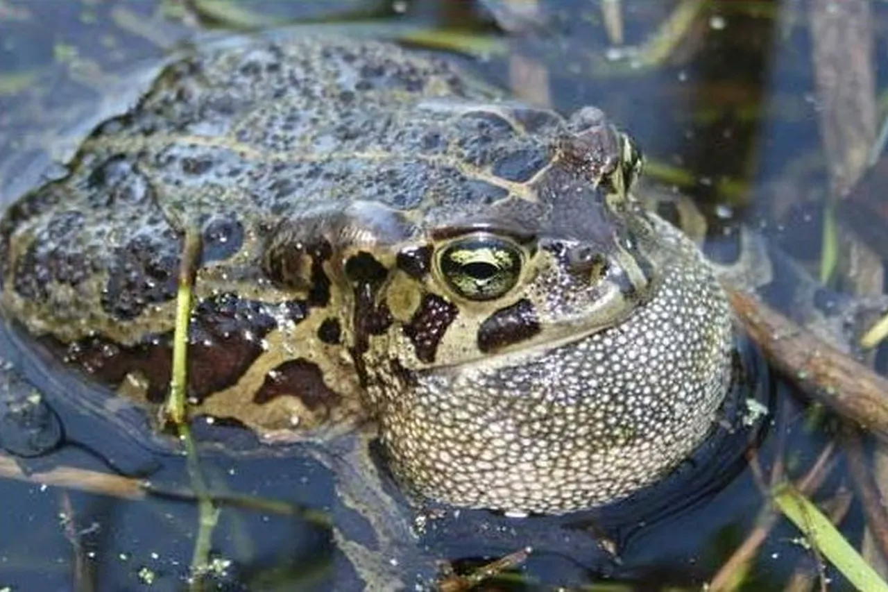 Leopard toad calling