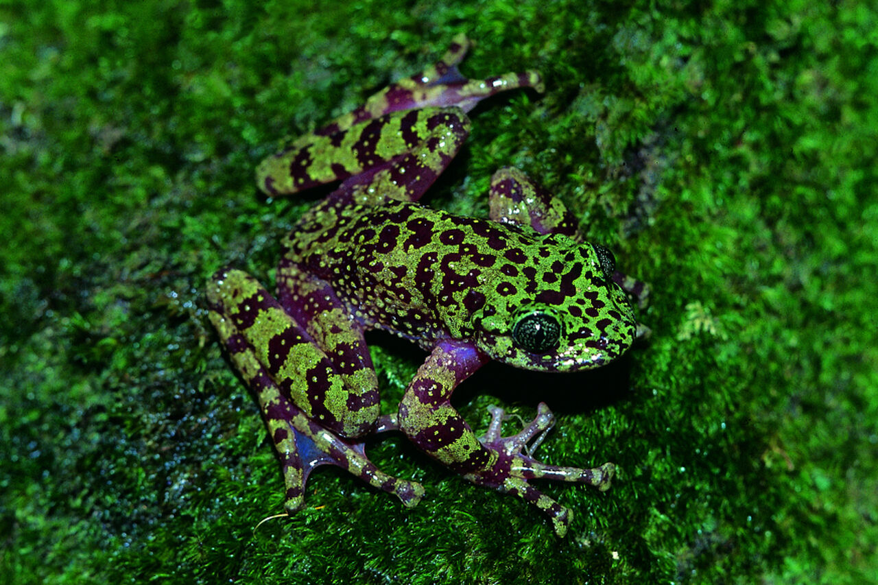 Two Oceans Aquarium | It's un-frog-gettable, frog-a-licious Frog Week…