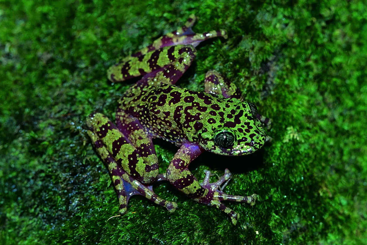 Ghost Frog Anton Pauw