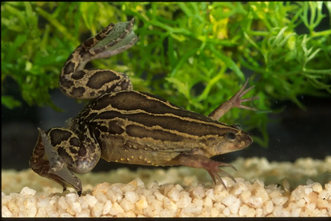 Cape Platana Xenopus gilli Du Preez