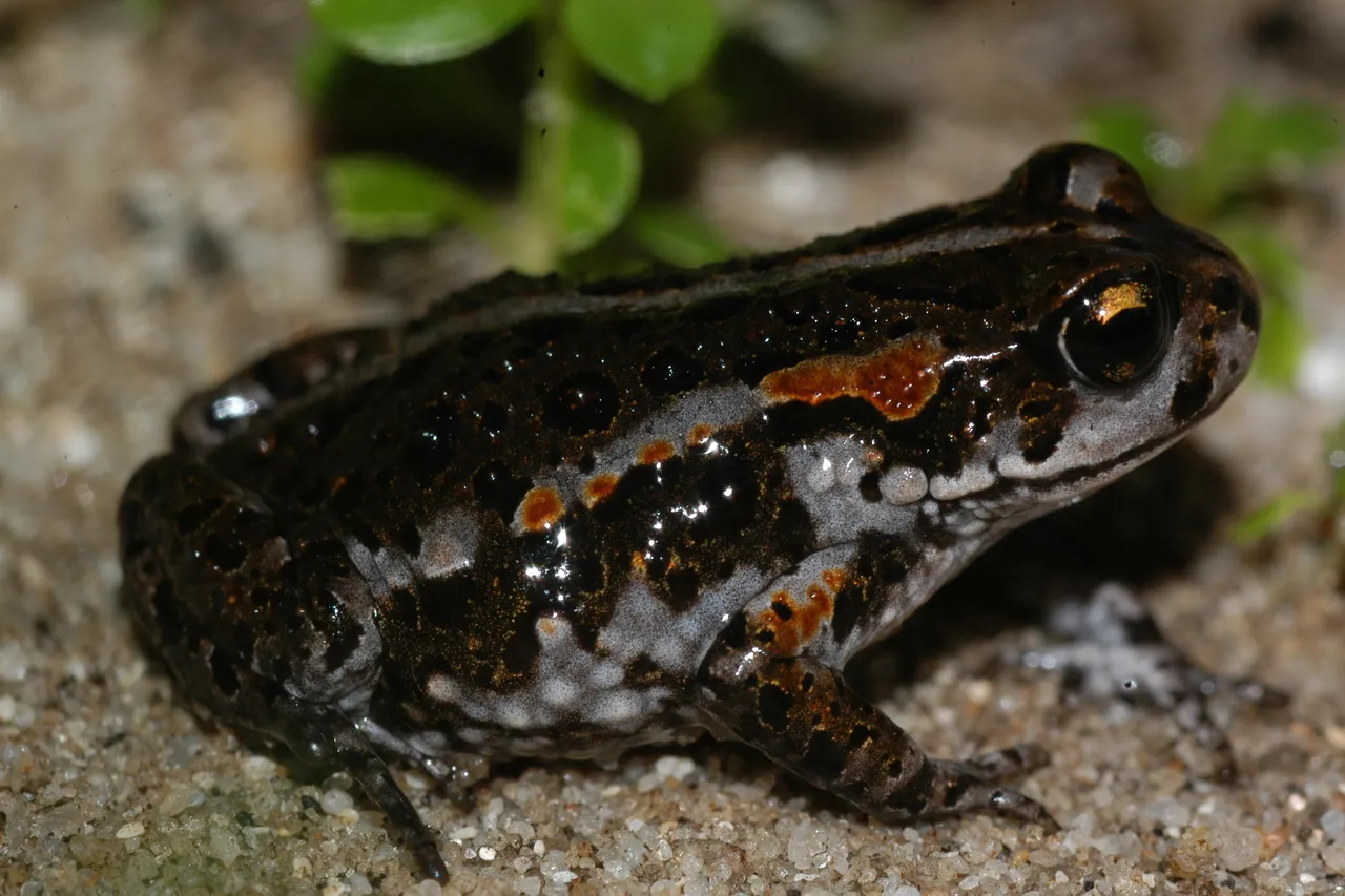 Roses Mountain Toad Capensibufo rosei