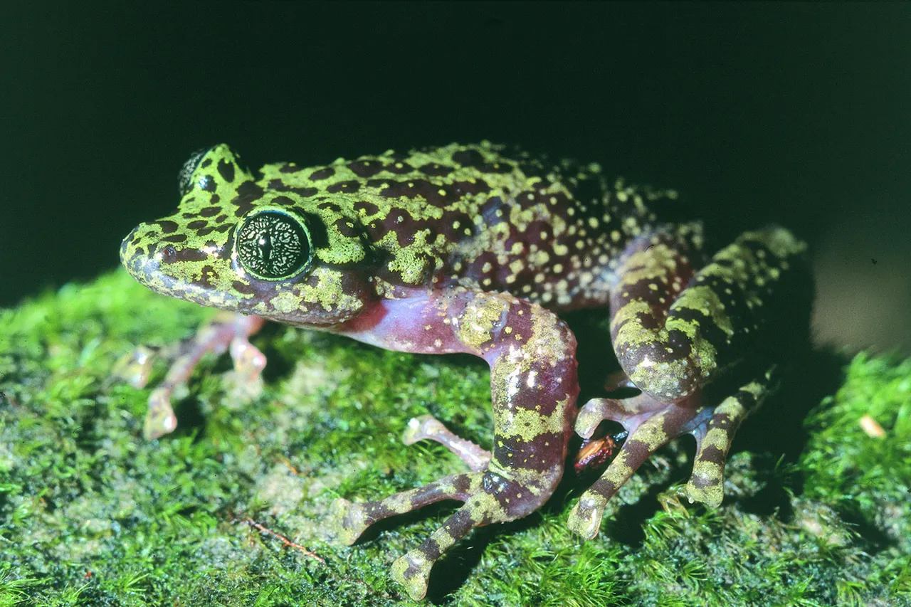 Heleophryne rosei 2 Anton Pauw