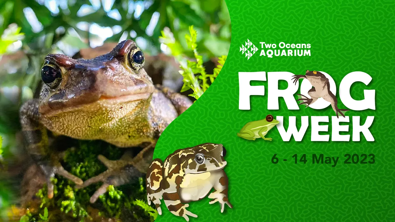 It's un-frog-gettable, frog-a-licious Frog Week from 6 to 14 May!