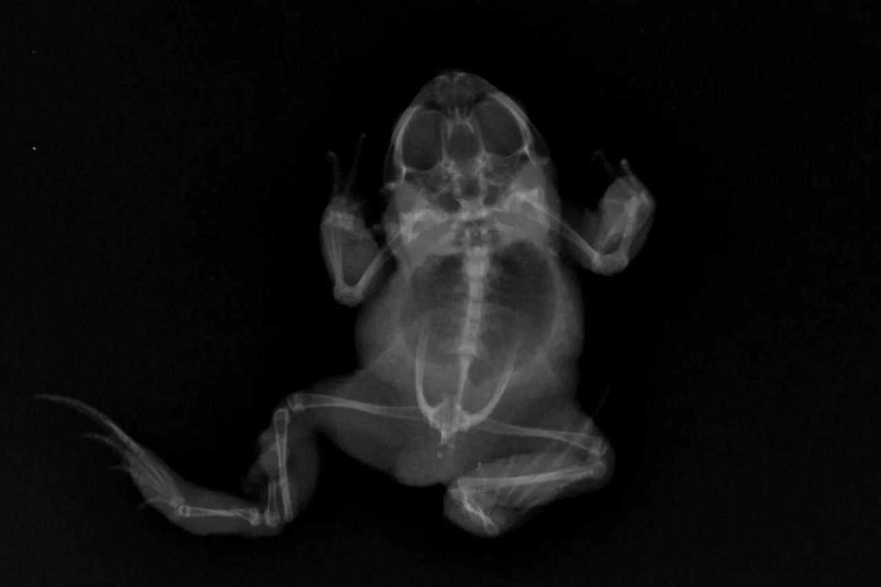 Lego toad exoticanimalhospital 8