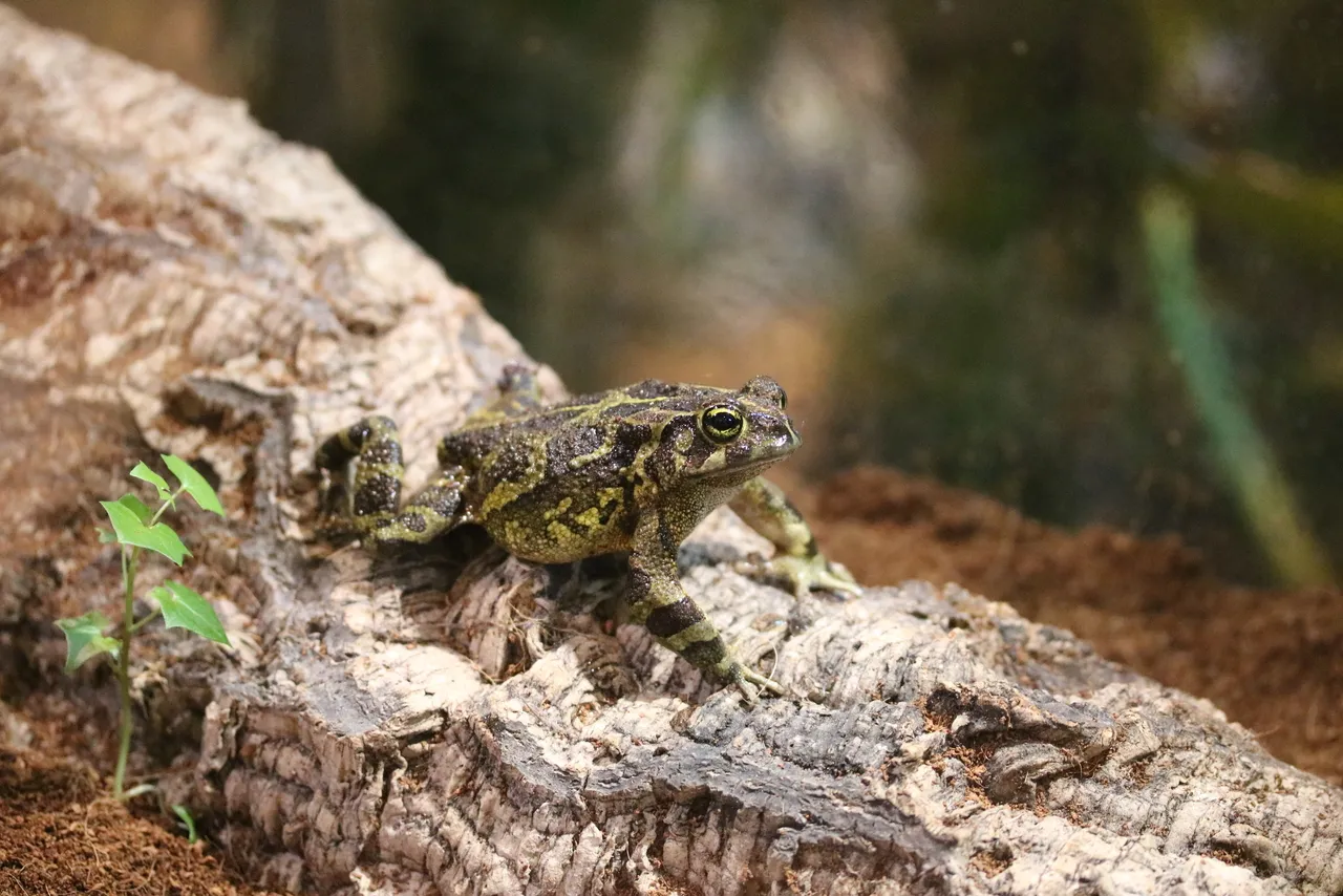 Get a toad of this: everything you should know about the Western leopard toad