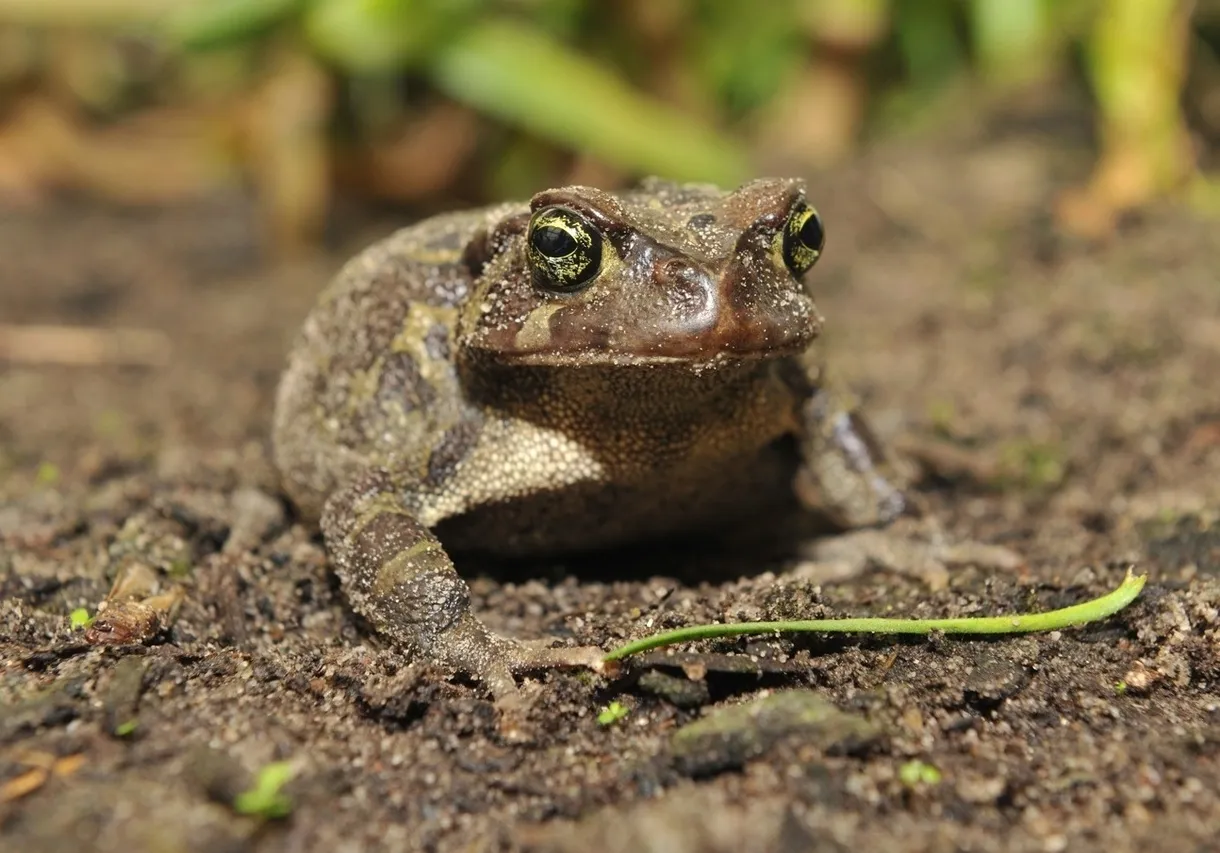 Amietophrynus pantherinus Western Leopard Toad of Cape Town 3