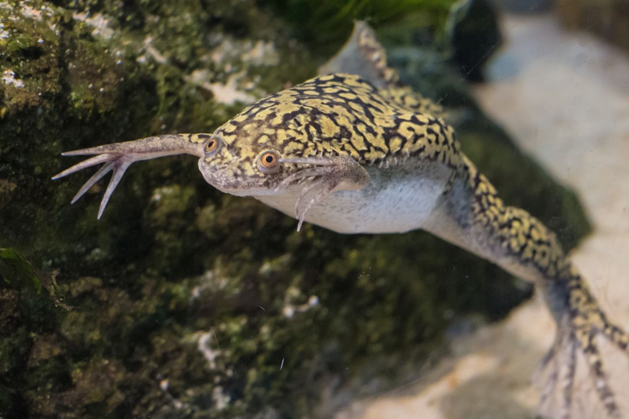 Cape platanna Chris Verwey CC