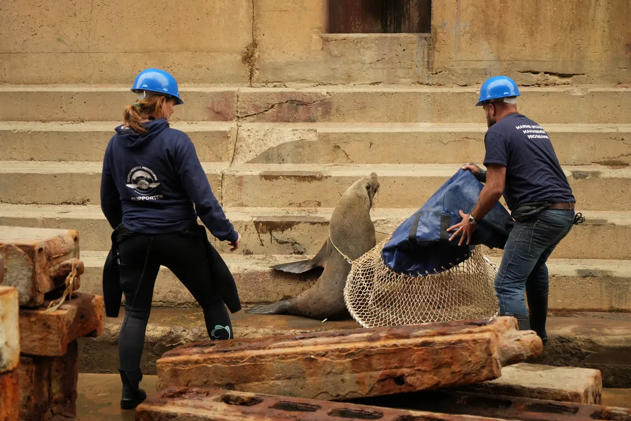 Marine Wildlife Management Programme saves seal from dry dock!