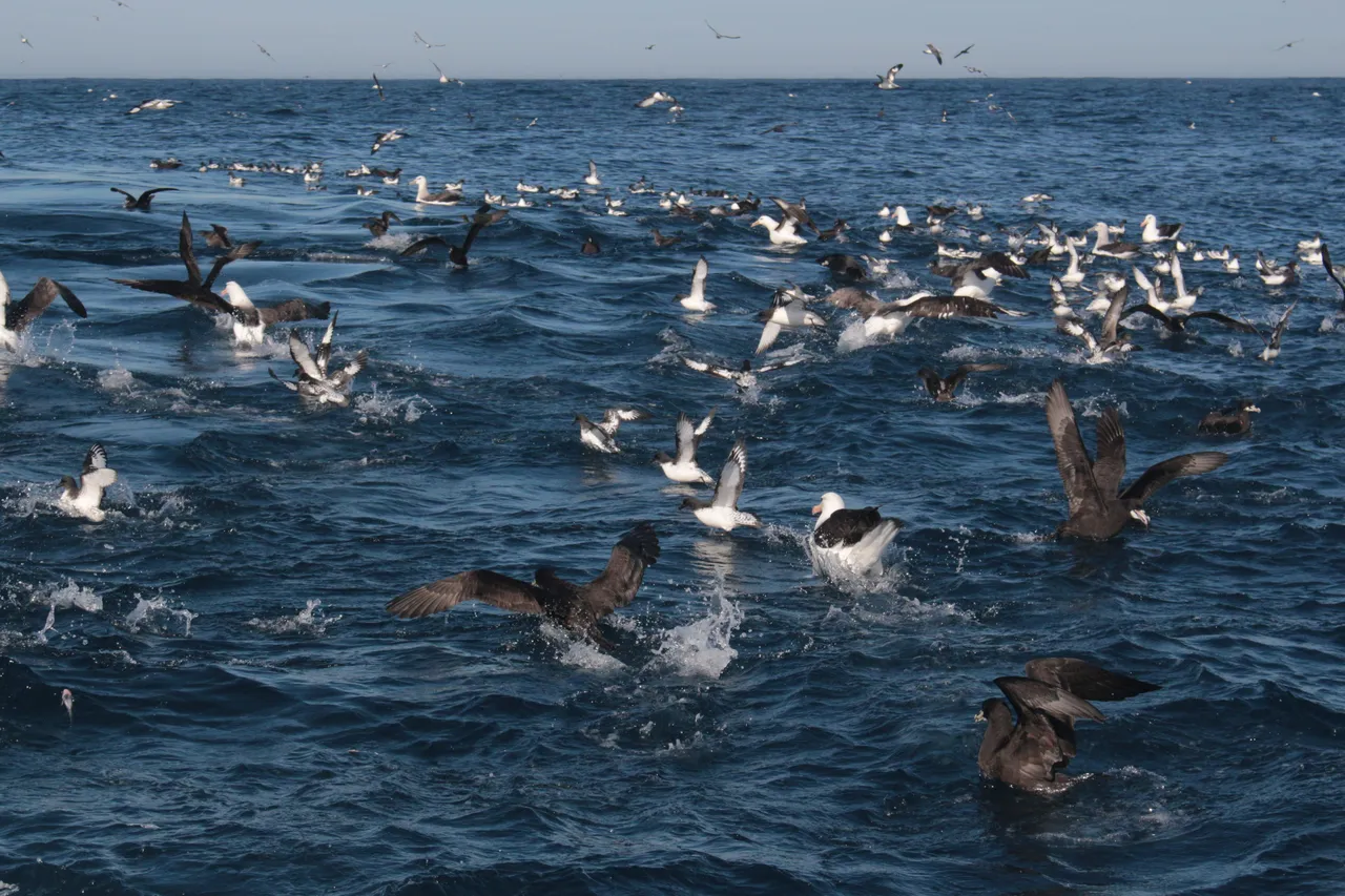 Types of seabirds in the V&A Waterfront