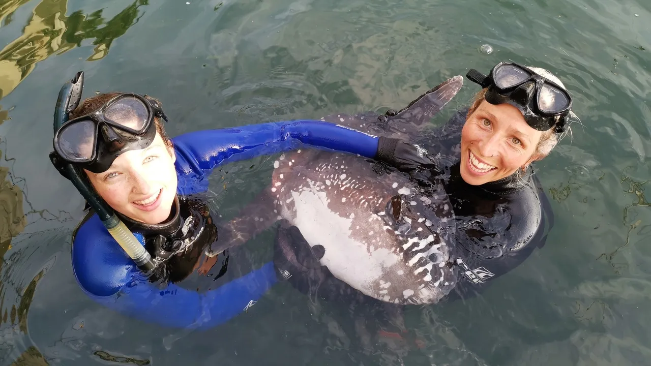 Searching for sunfish