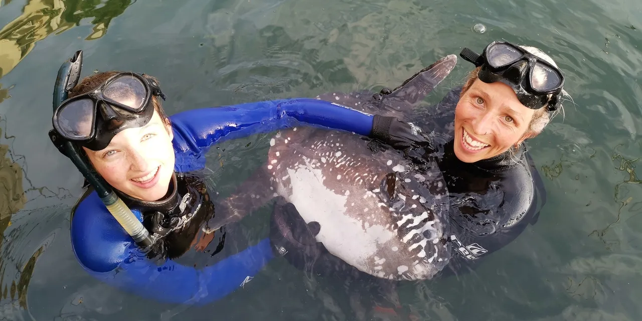 Searching for Sunfish
