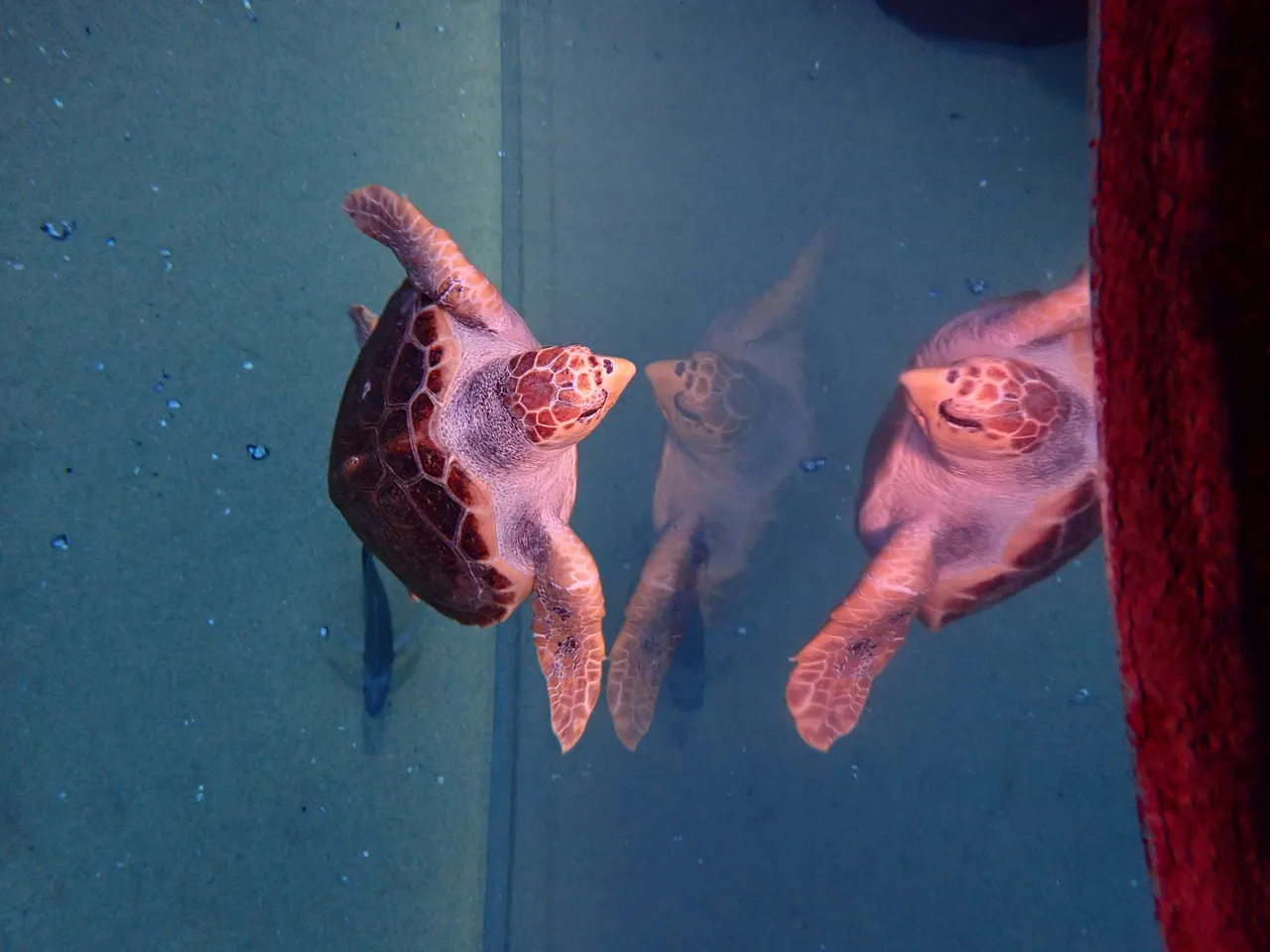 Welcome to our "red lady", Nobomvu!