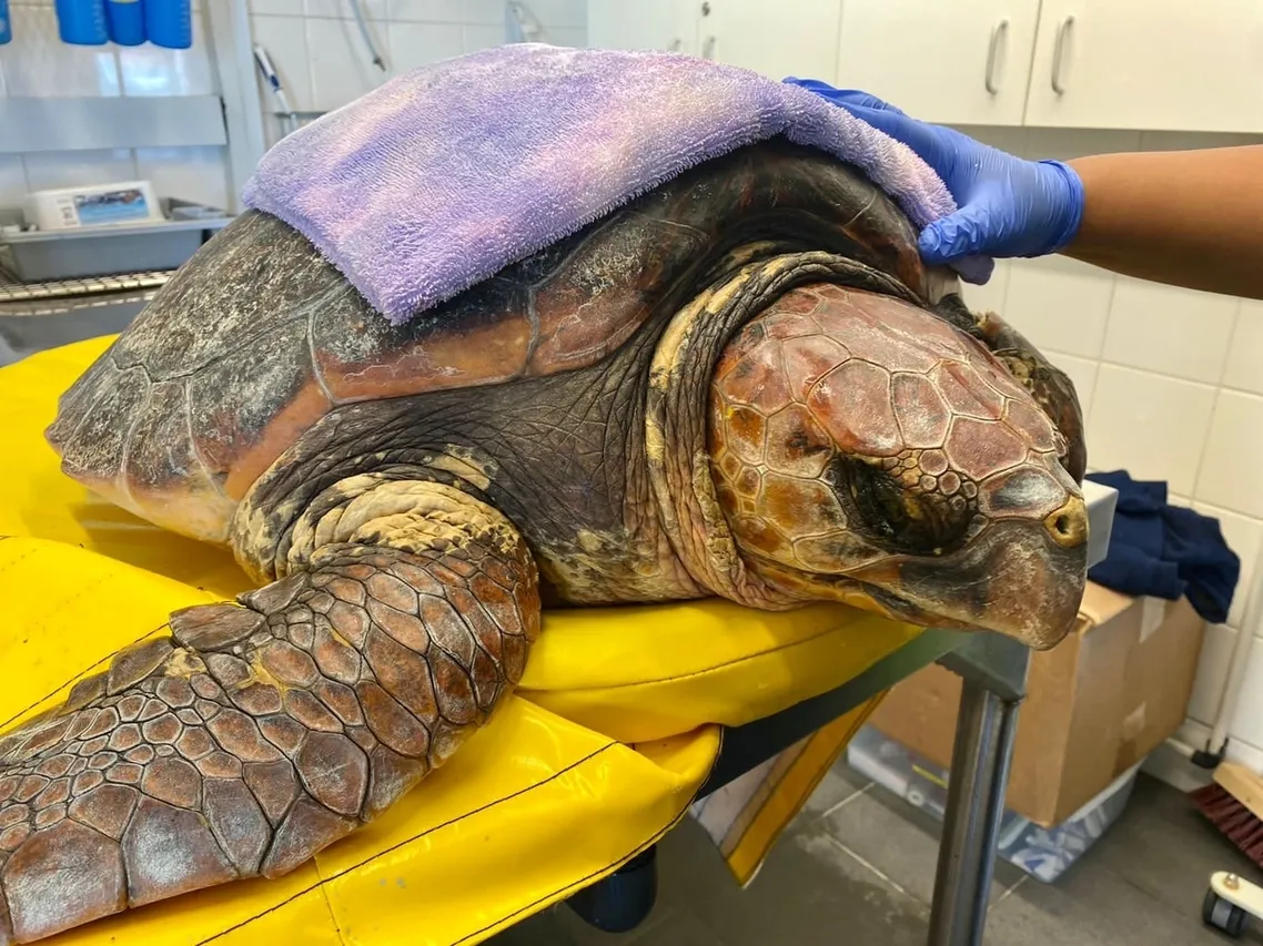 50907 E17 EEF6 4 E2 B BE52 FB22 C81 C9 C1 A