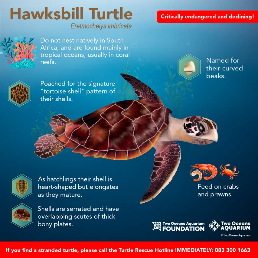 Hawksbill Turtle