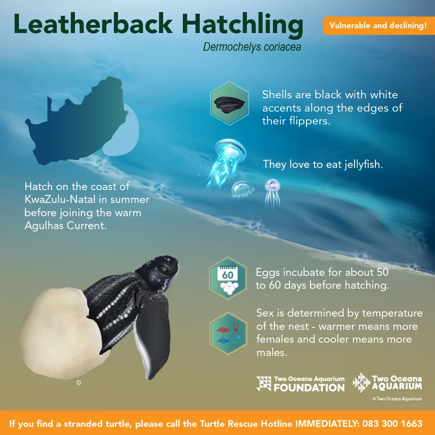 Leatherback Hatchling
