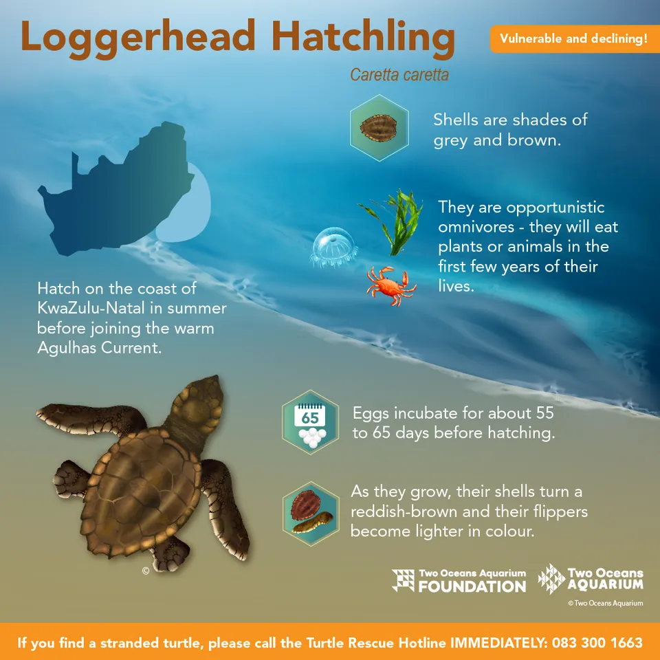 What kinds of turtle do we find in South Africa